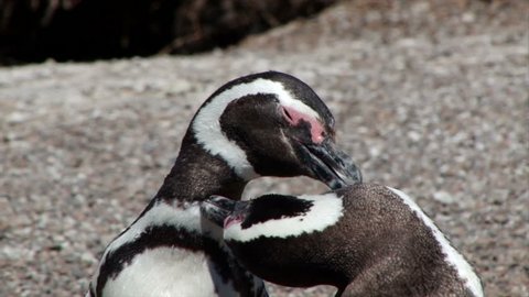 Close shot of two Magellanic penguins grooming each other in the sun on the Valdez Peninsular of Argentina