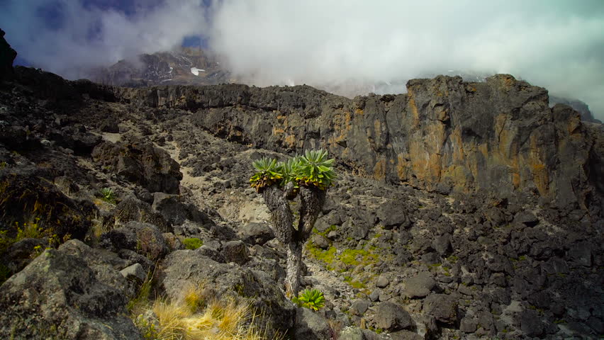 Cactus Trees found along the path to Barranco Camp, Kilimanjaro, Africa, Tanzania.
Porters climbing Mount Kilimanjaro. Group Of tourist hiking on Machame route.