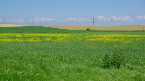belorussian landscape blue cloudy sky and green corn field