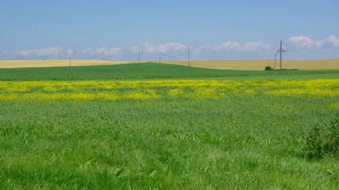 belorussian landscape blue cloudy sky and green corn field
