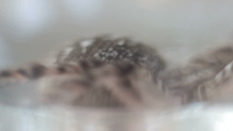 A tarantula spider close up