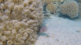 Tropical Geometric Moray and Soft Coral. Picture of beautiful underwater soft coral and geometric moray in the tropical reef of the Red Sea, Dahab, Egypt.
