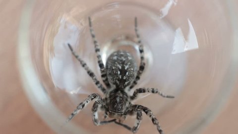 A tarantula spider close up