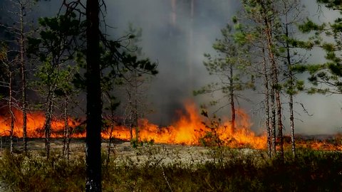 Forest fire - spontaneous natural disaster for the environment - the fire - the threat of large fires. Uncontrolled spread of fire for forest land.