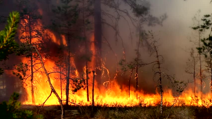 Forest fire - dangerous spontaneous natural disaster for the environment - the fire - the threat of large fires. Uncontrolled spread of fire for forest land. Royalty-Free Stock Footage #29336833