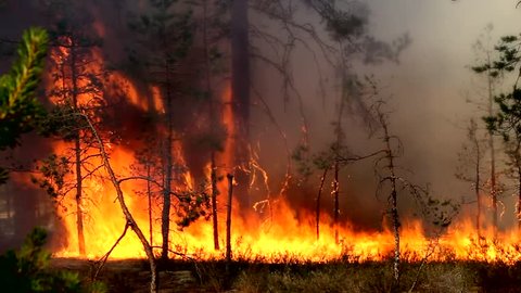 Forest fire - dangerous spontaneous natural disaster for the environment - the fire - the threat of large fires. Uncontrolled spread of fire for forest land.