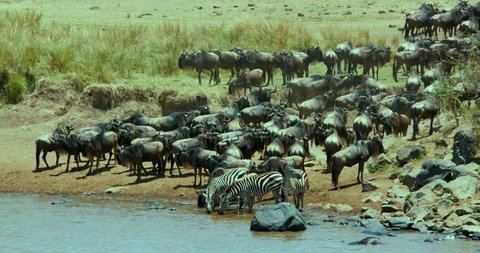 Burchell'S Zebras & Blue Wildebeest Drinking In Mara River; Maasai Mara Kenya Africa