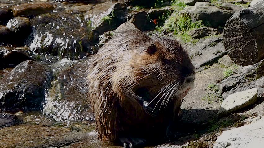Beaver cleaning herself at the water
