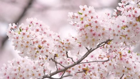 Close up footage of cherry blossoms in full bloom