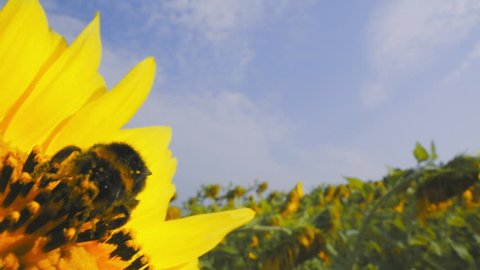 SLOW MOTION: Bumblebee working on Sunflower, blue sky and sunny weather