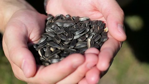 Sunflower seeds in the palms of the agrarian