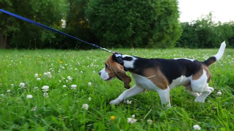 Young dog resist but pulled by leash, try to not follow owner and then give up. Slow motion shot, green grassy field in park. Capricious beagle want to go in opposite direction