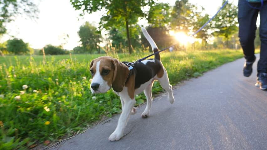 Young and cute beagle dog at walk in city park, go ahead owner on leash, slow motion shot. Beautiful sunny evening, bright sun flash through trees. Doggy walk at path side, long ears and tail in air Royalty-Free Stock Footage #29354698