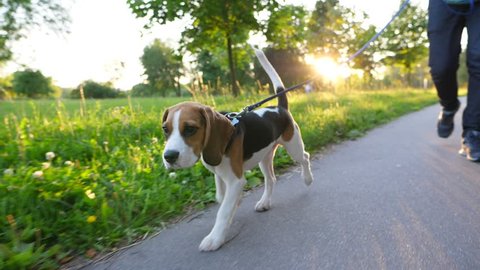 Young and cute beagle dog at walk in city park, go ahead owner on leash, slow motion shot. Beautiful sunny evening, bright sun flash through trees. Doggy walk at path side, long ears and tail in air