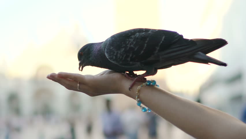Close-up of woman hand feeding pigeons on San Marco square in Venice, Italy. Slow motion 100 fps