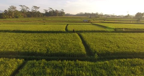 Aerial view of chi kung in the rice field