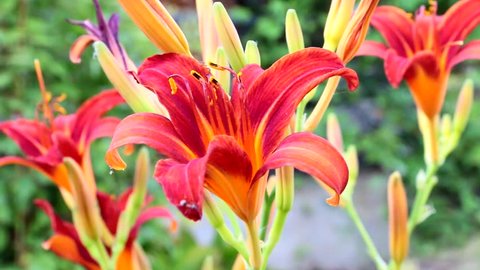 Beautiful flower lily on a country flower bed 
