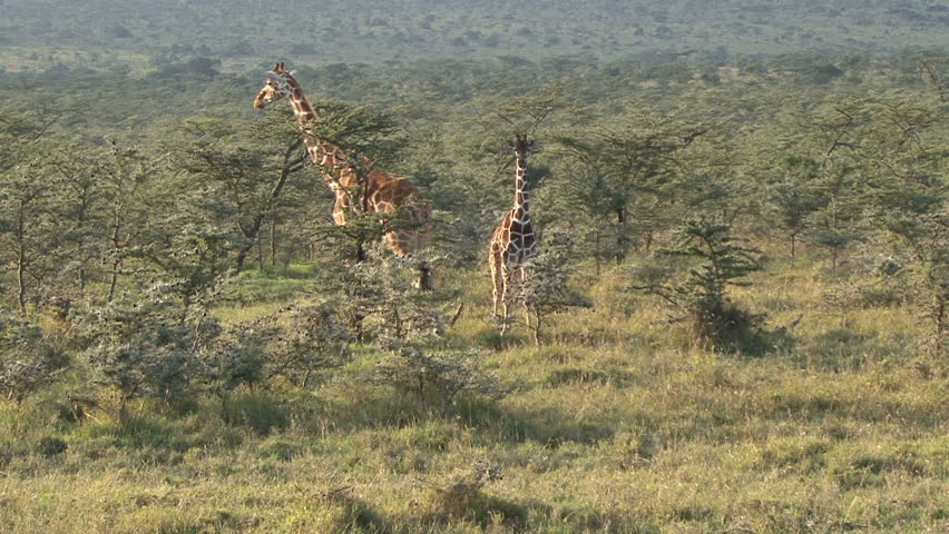 A reticulated giraffe with it's baby in Kenya, Africa.