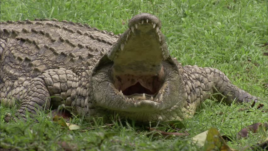 Crocodile with massive yawn
