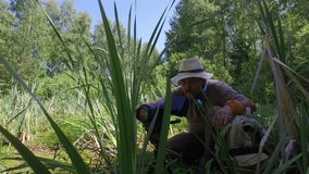 Cameraman in swamp: Mature man with backpack in hat a shot video a insect and plant identification data in summer forest