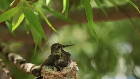 Female black chinned hummingbird arrives to feed her twenty five day old chicks.  One of the chicks is now sitting outside the nest because it's getting so crowded inside.