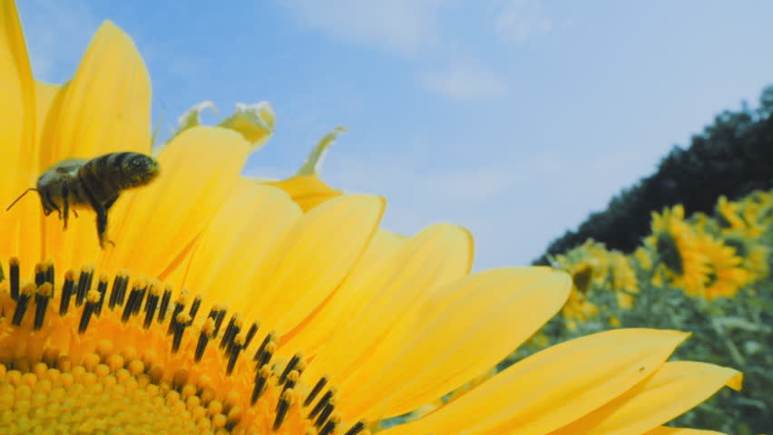 SLOW MOTION: Bee working on Sunflower, blue sky and sunny weather.