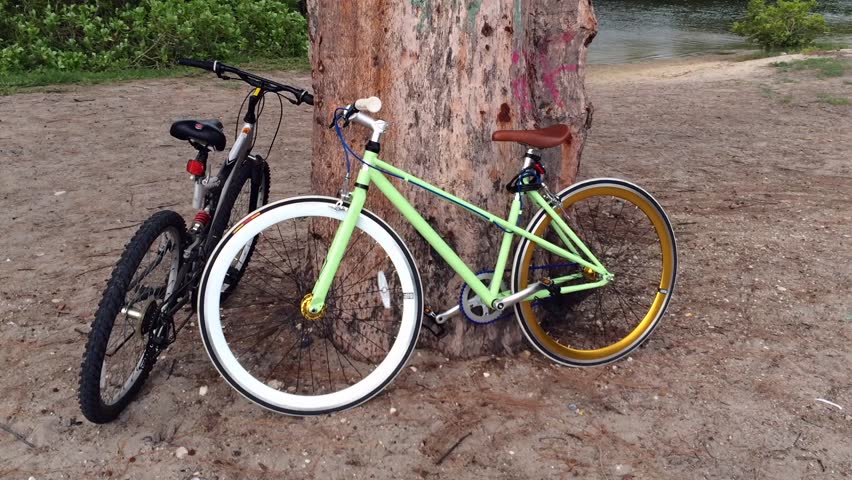 Two bicycles parked under a tree by a lake