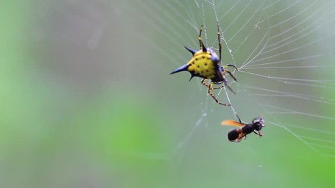 Spider hunting its prey