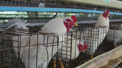 Video 4k Chicken on farm
