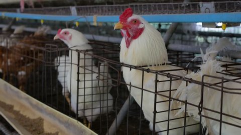 Video 4k Chicken on farm