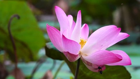 Slow Motion : Pink lotus flower in water pond garden decorative