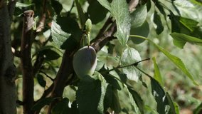 Close-up of Prunus domestica on the tree branch 4K 2160p 30fps UHD footage - Single immature plum fruit shallow DOF 3840X2160 UltraHD video