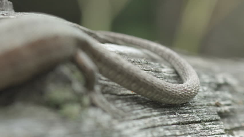 fence lizard on a cloudy day