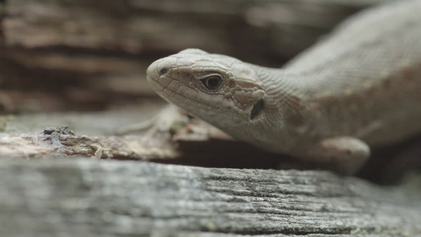 fence lizard on a cloudy day