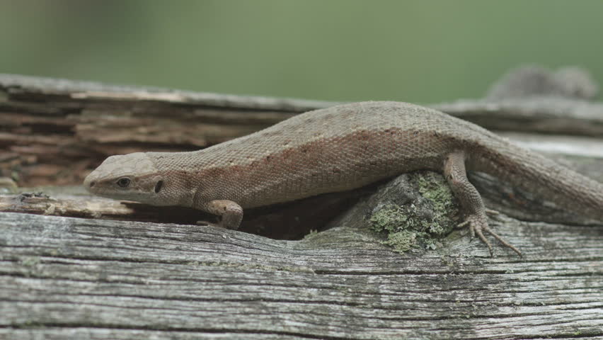 fence lizard on a cloudy day