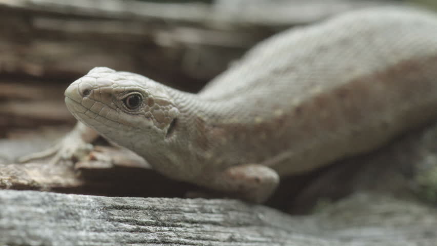 fence lizard on a cloudy day