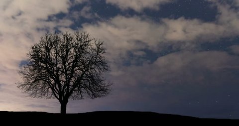 Cloudy night sky and Lonely tree. Stockvideó