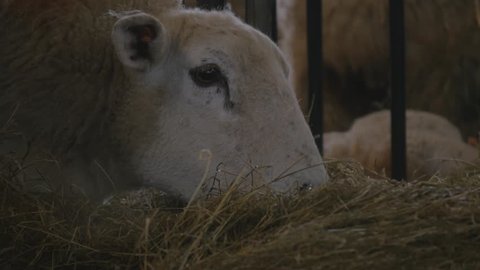 close up of ewe sheep eating grass in barn