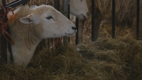 close up of ewe sheep eating grass in barn