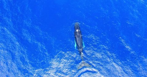 Humpback Whales Swimming In Deep Blue Sea in Pacific Ocean - Aerial Footage from a Distance