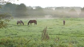 Horses grazing on meadow in fog - Powered by Shutterstock - Get 15% off with code: PIKWIZARD15