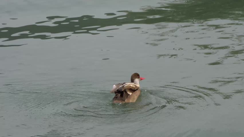 Duck dives into the lake