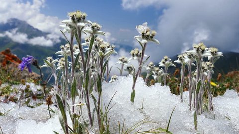 Edelweiss (Leontopodium alpinum) among the melting snow on the background of mountains and clouds. Concept of rare flowers under protection.