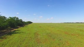 Green field of wild flowers and grass against blue sky with white clouds, aerial video, drone point of view / Green field of wild flowers and grass , aerial video, drone point of view