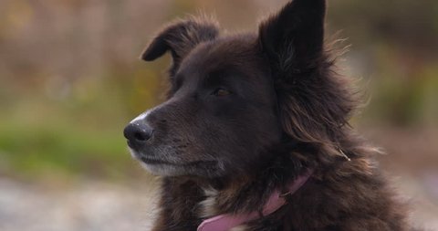 Brown Border Collie mix dog head and pink collar close up outdoors. 60fps