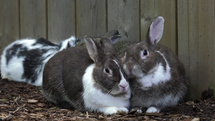 bunny rabbits snuggled together
