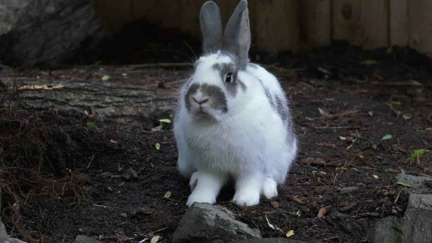 rabbit harassed by mosquito slow motion
