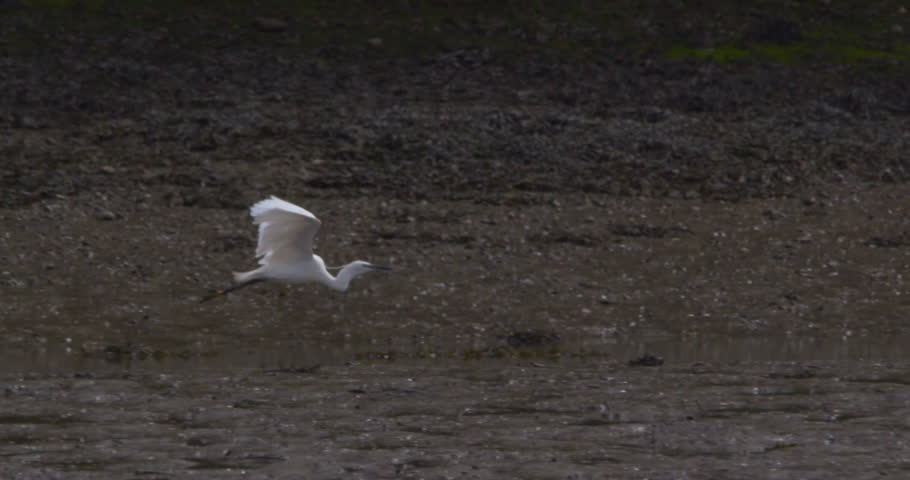 White Egret bird lands on muddy wetland. Slow motion
