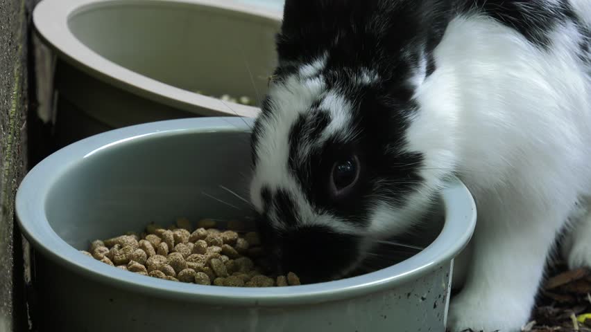 bunny rabbit eating from dish outdoors