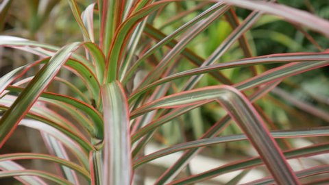 Closeup Dracaena marginata plant 